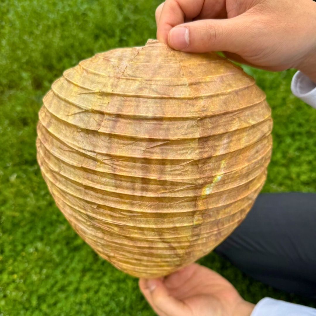 虫よけ 鳥よけ | スズメバチキャップル 虫よけデコイ 黄色