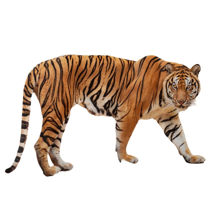 インテリア雑貨 その他 | トラのウォールステッカー 北欧風 動物インテリア