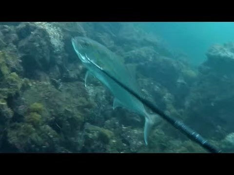 今だけ限定特典｜大判マイクロファイバータオル1枚プレゼント！ 釣り 道具 | 一本銛+五又銛 水中銃・手銛5点セット - スキューバダイビング用