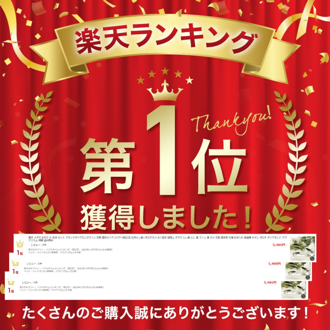メダカ | ブラックダイヤロングフィンメダカ成魚セット - 松井ヒレ長×オロチラメ2ペア+保証1匹