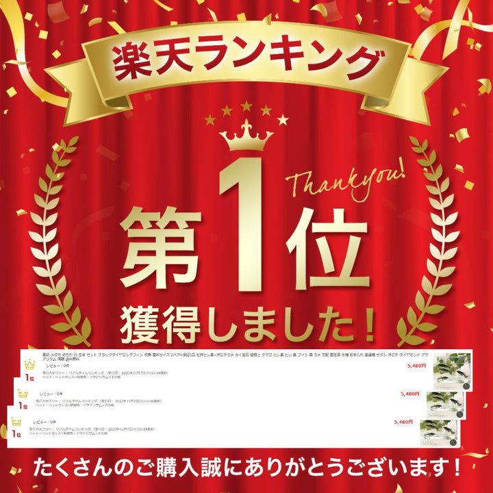 メダカ | ブラックダイヤロングフィンメダカ成魚セット - 松井ヒレ長×オロチラメ2ペア+保証1匹
