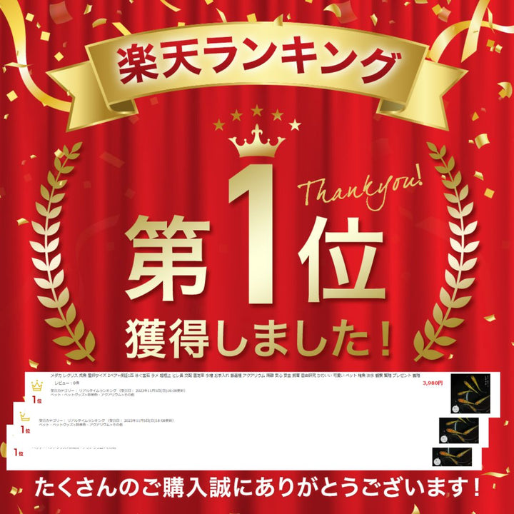 メダカ | レクリスメダカ成魚ペアセット - 産卵サイズ2ペア+保証付き