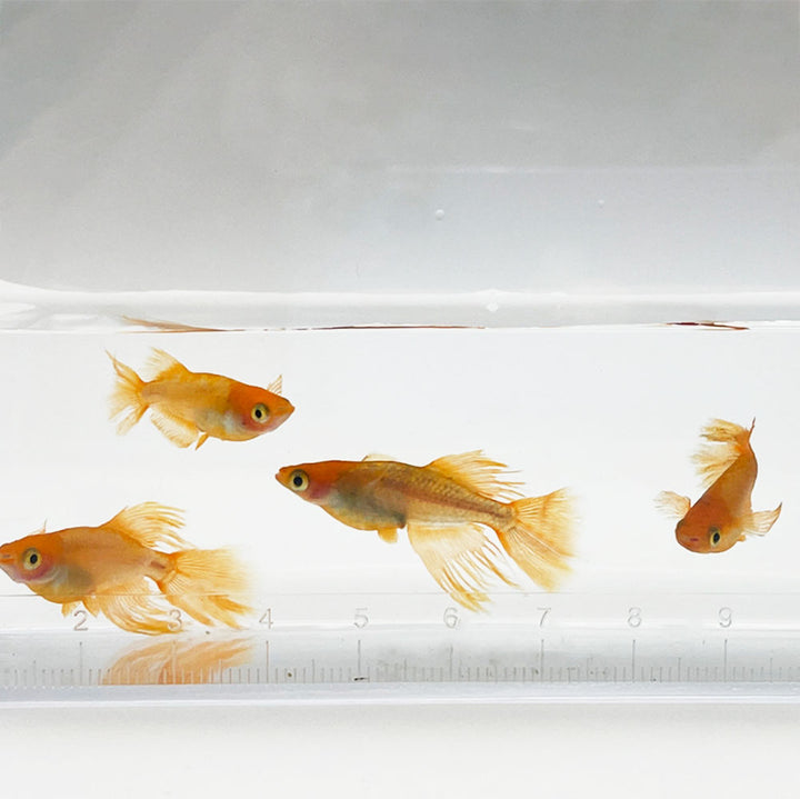 メダカ | 竜章鳳姿メダカ 成魚ペアセット + 保証付き