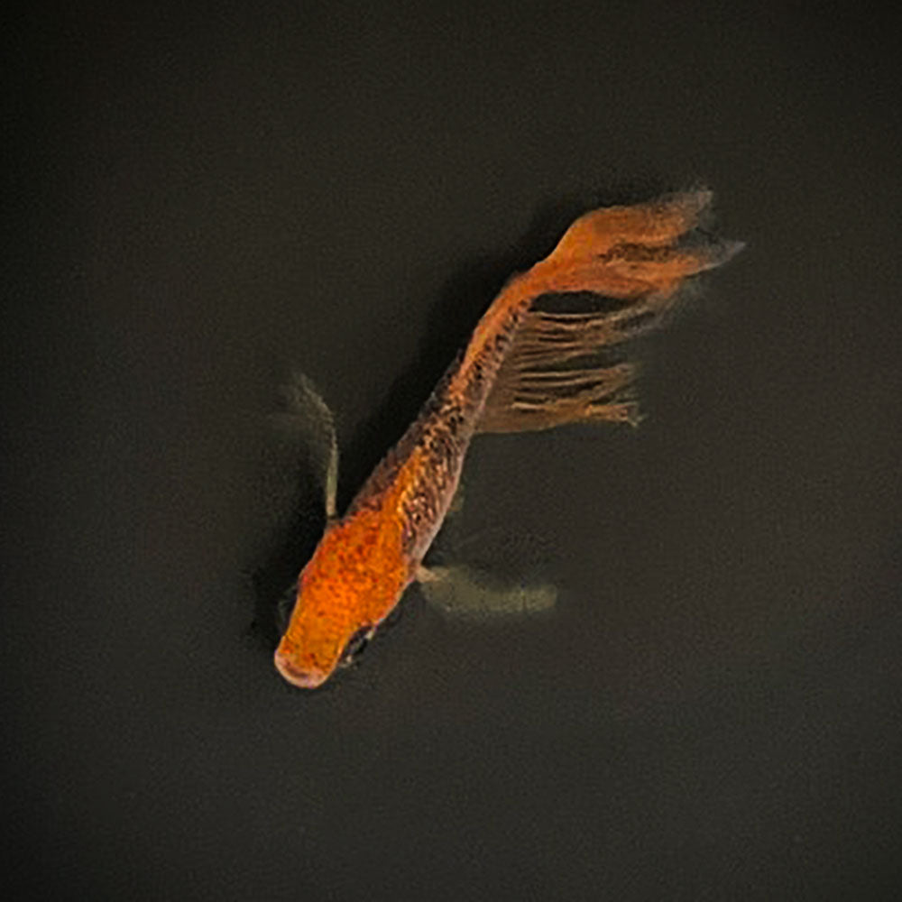 メダカ | 竜章鳳姿メダカ 成魚ペアセット + 保証付き