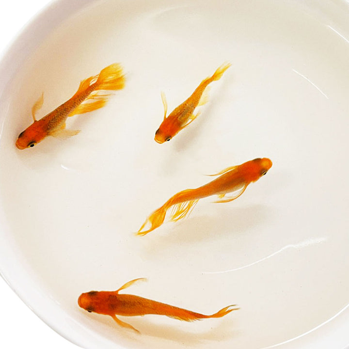 メダカ | 竜章鳳姿メダカ 成魚ペアセット + 保証付き
