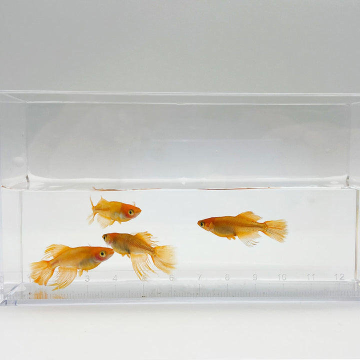 メダカ | 竜章鳳姿メダカ成魚セット 10匹【産卵サイズ・保証付き】