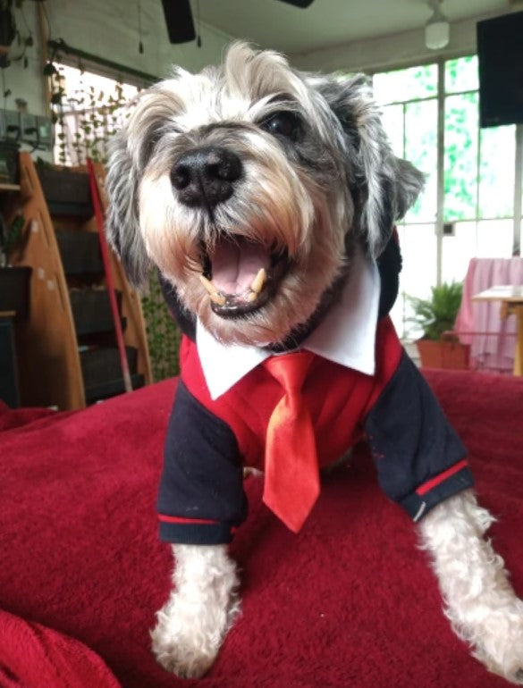 ペットグッズ | 小型犬・猫用おしゃれネクタイ（赤/黒）