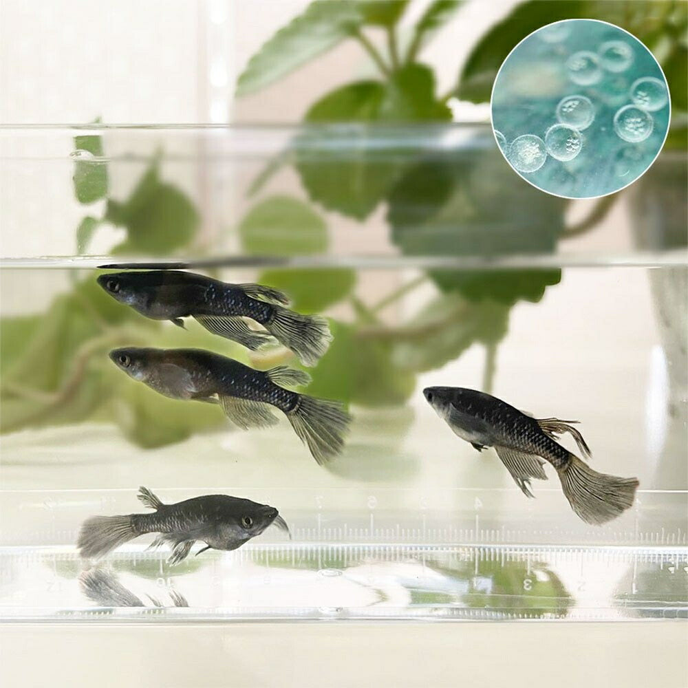 メダカ | ブラックダイヤロングフィンメダカ10個セット+おまけ付き