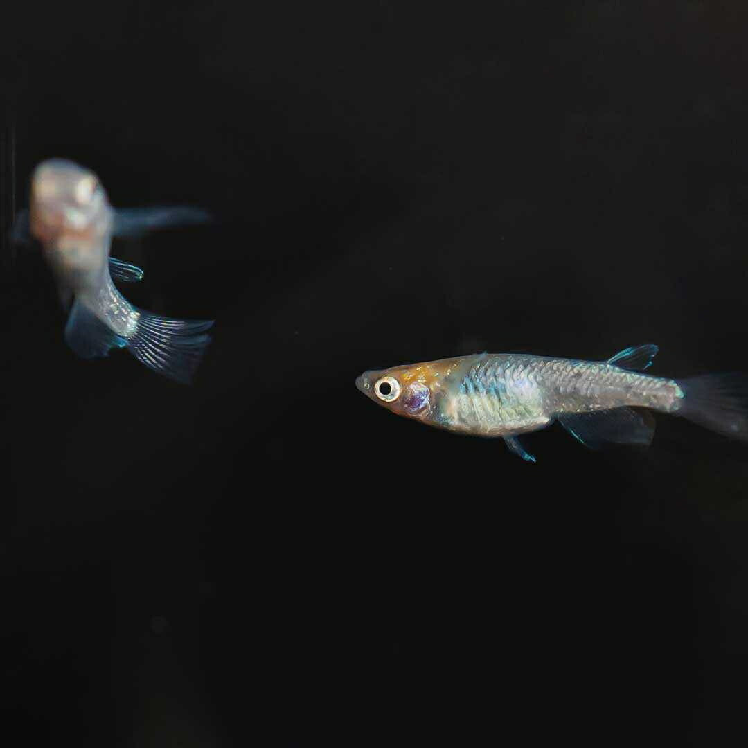 メダカ | 忘却の翼ラメメダカ 成魚ペアセット + 保証付き