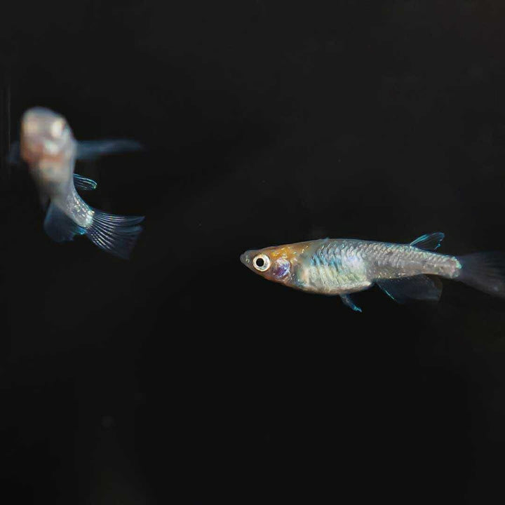 メダカ | 忘却の翼ラメメダカ 成魚ペアセット + 保証付き
