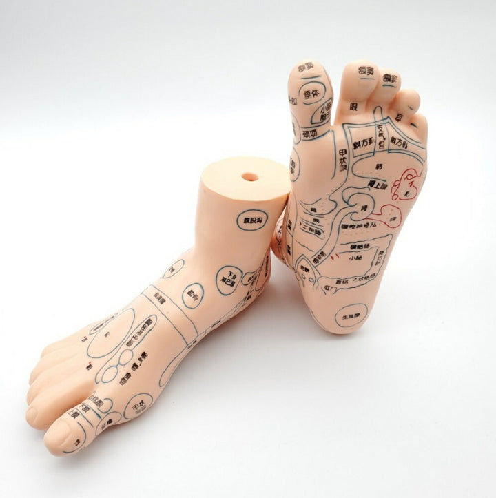 コスメティック | 2個セット 足つぼマッサージ模型 シリコン製反射区練習用マネキン