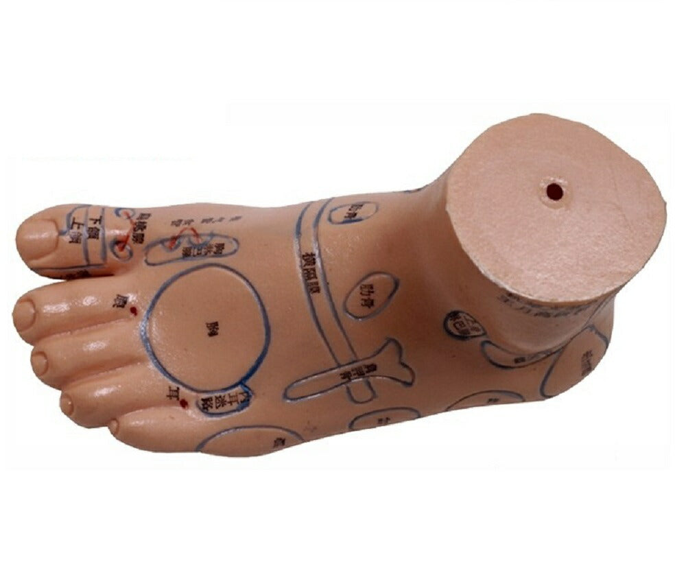 コスメティック | 2個セット 足つぼマッサージ模型 シリコン製反射区練習用マネキン