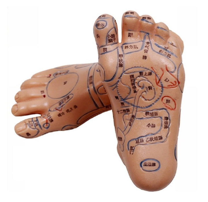 コスメティック | 2個セット 足つぼマッサージ模型 シリコン製反射区練習用マネキン