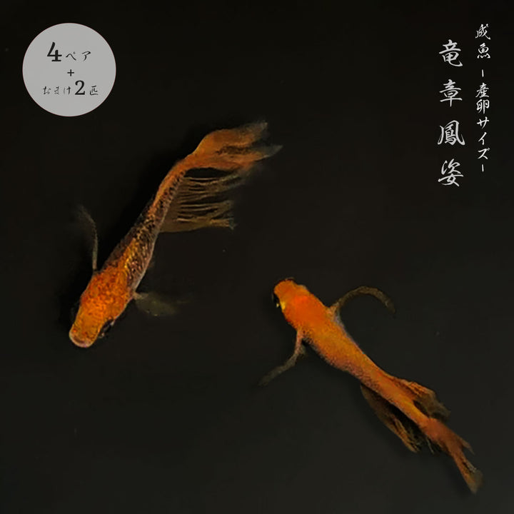 メダカ | 竜章鳳姿メダカ成魚セット 10匹【産卵サイズ・保証付き】