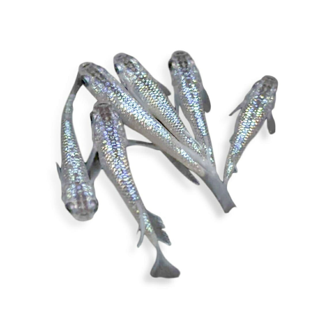メダカ | サファイアメダカ成魚ペア【背びれあり】+保証付き