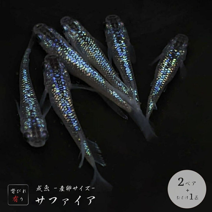メダカ | サファイアメダカ成魚2ペア【背びれあり】+保証1匹