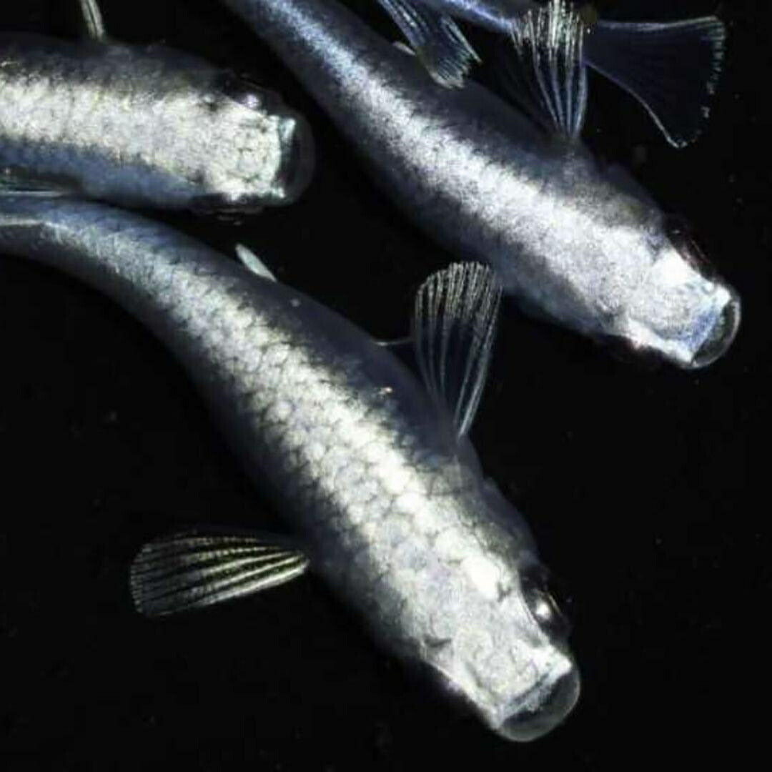 メダカ | 極龍メダカ稚魚セット10+5個 | メタリックヒレ長・厳選種