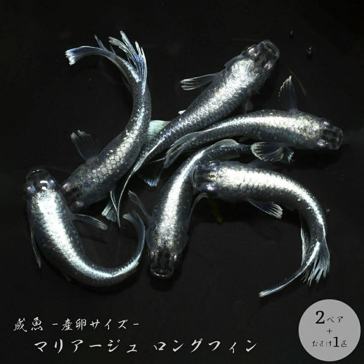 メダカ | マリアージュロングフィンメダカ 2ペア成魚セット【産卵サイズ・保証付き】