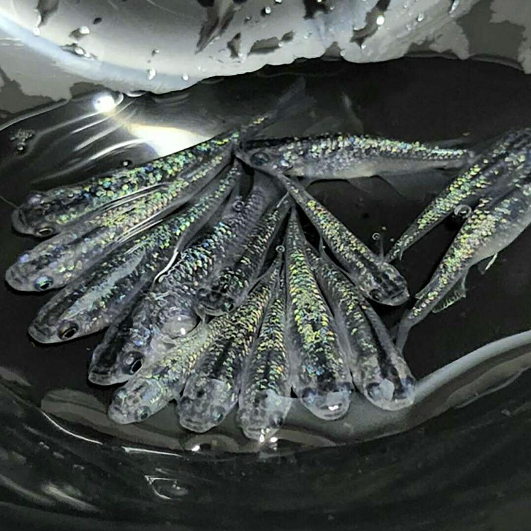メダカ | サファイアメダカ成魚ペア【背びれあり】+保証付き