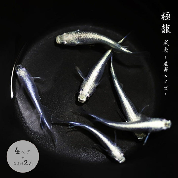 メダカ | 極龍メダカ成魚ペア - 産卵サイズのヒレ長種