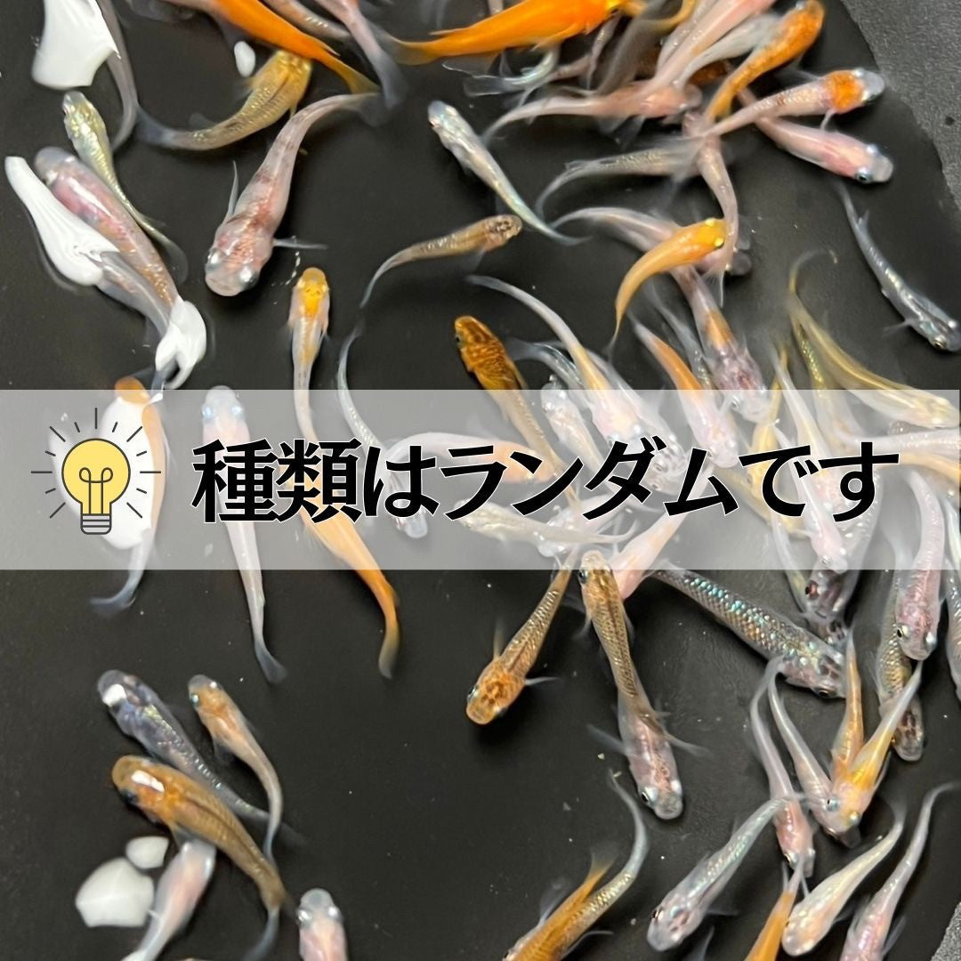 メダカ | メダカ ランダムMIX 100匹+20匹保証 アクアリウム用