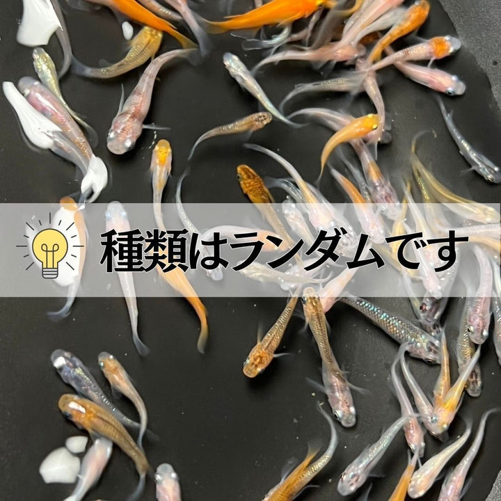 メダカ | メダカ ランダムMIX 60匹セット - 観察・飼育用