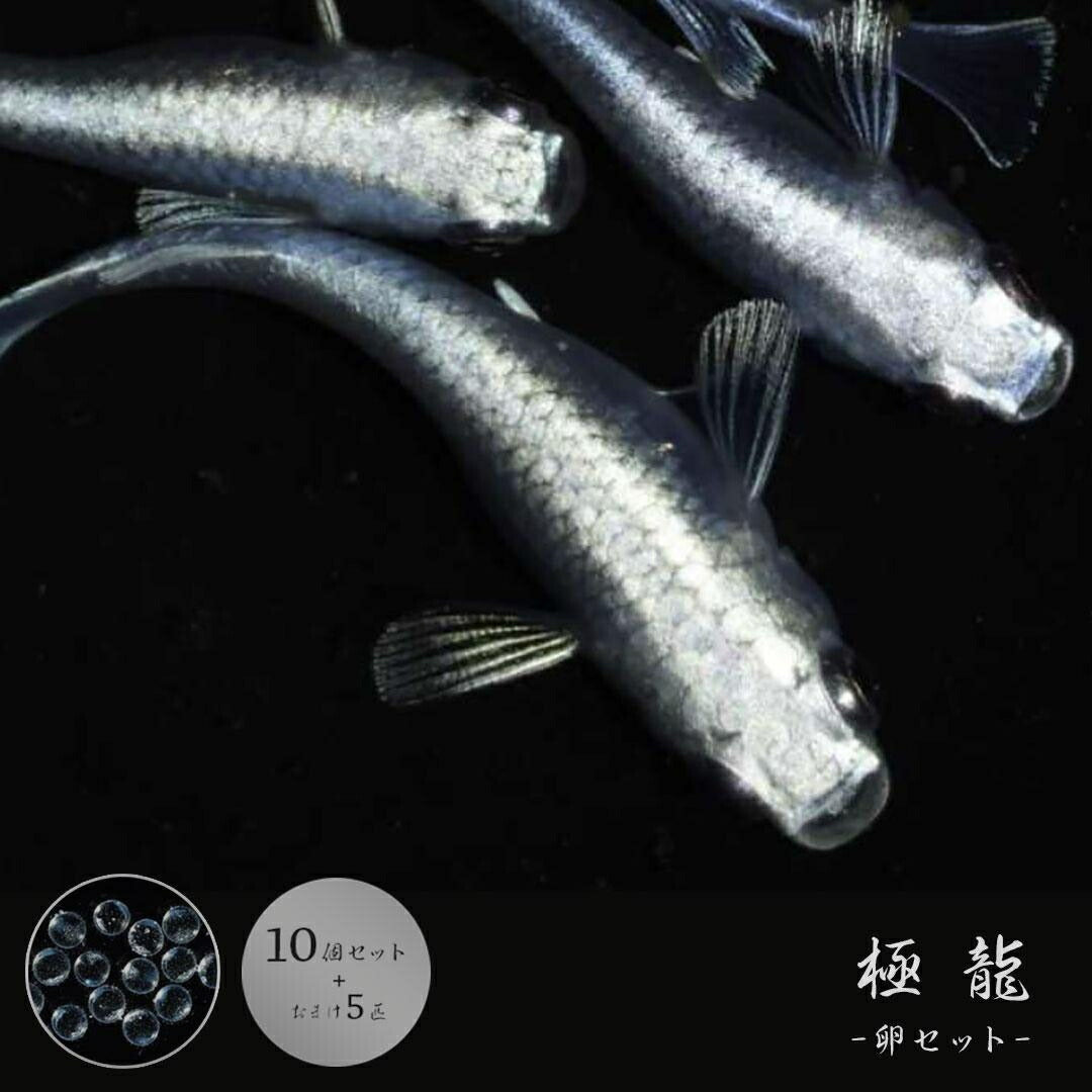 メダカ | 極龍メダカ稚魚セット10+5個 | メタリックヒレ長・厳選種