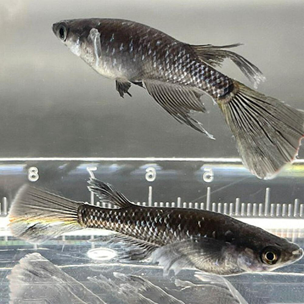 メダカ | ブラックダイヤロングフィンメダカ 成魚ペアセット 松井×オロチ交配