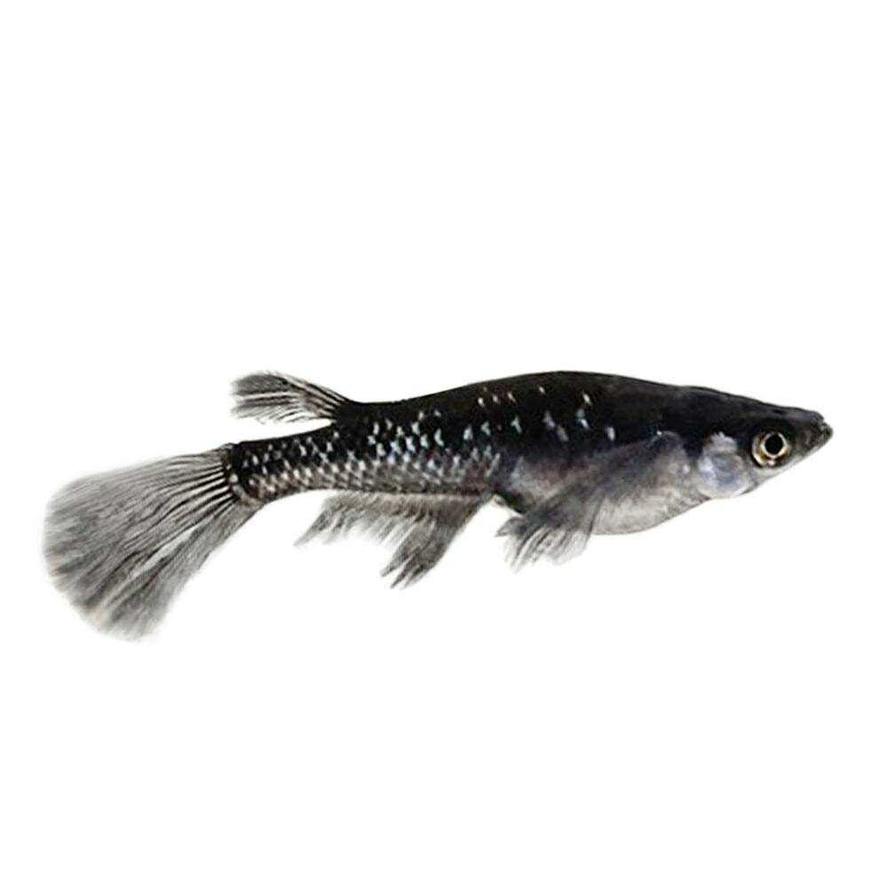 メダカ | ブラックダイヤロングフィンメダカ成魚セット - 松井ヒレ長×オロチラメ2ペア+保証1匹
