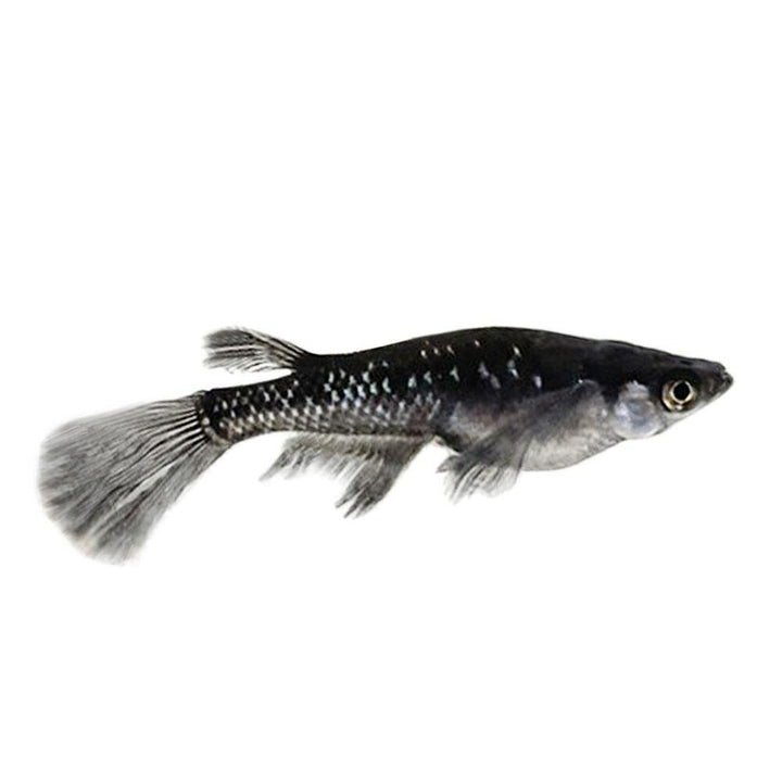 メダカ | ブラックダイヤロングフィンメダカ成魚セット - 松井ヒレ長×オロチラメ2ペア+保証1匹