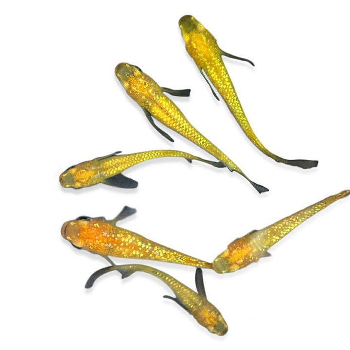 メダカ | メダカ レクリス 成魚 4ペア+保証2匹 - アクアリウム用