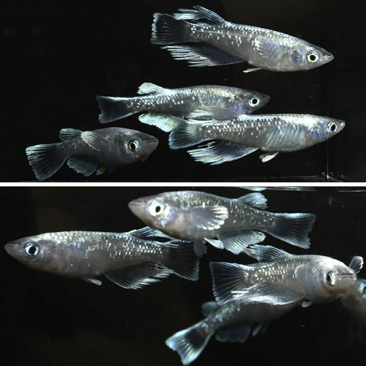 メダカ | マリアージュロングフィンメダカ 2ペア成魚セット【産卵サイズ・保証付き】