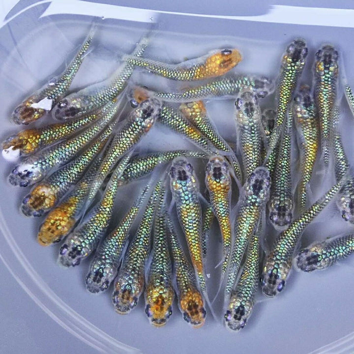 メダカ | ユリシスメダカ稚魚10+5個セット アクアリウム用厳選種
