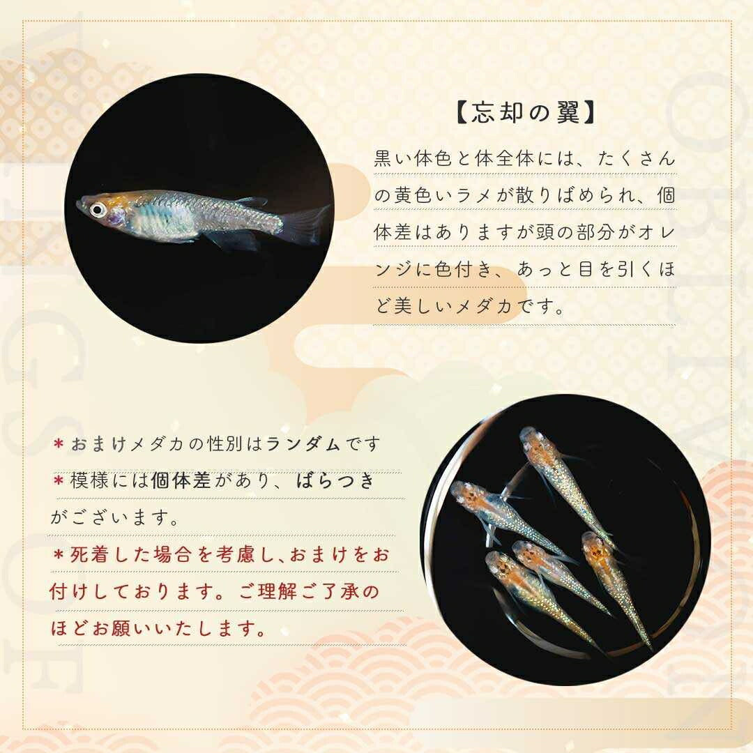 メダカ | 忘却の翼ラメメダカ 成魚ペアセット + 保証付き