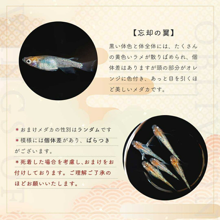 メダカ | 忘却の翼ラメメダカ 成魚ペアセット + 保証付き