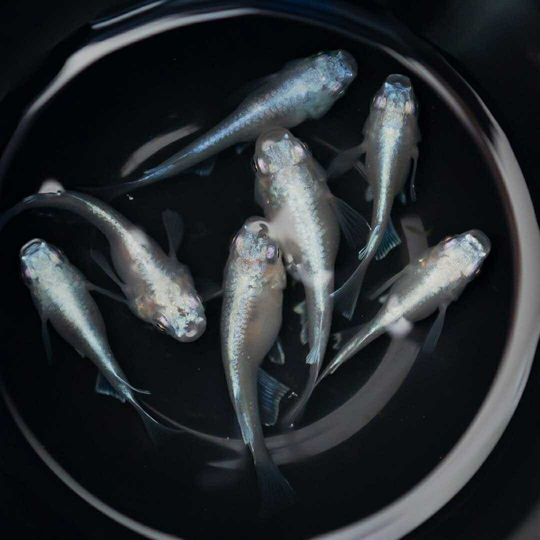 メダカ | 幹之ダルマメダカ成魚ペア - 種親クラスの美しい観賞用