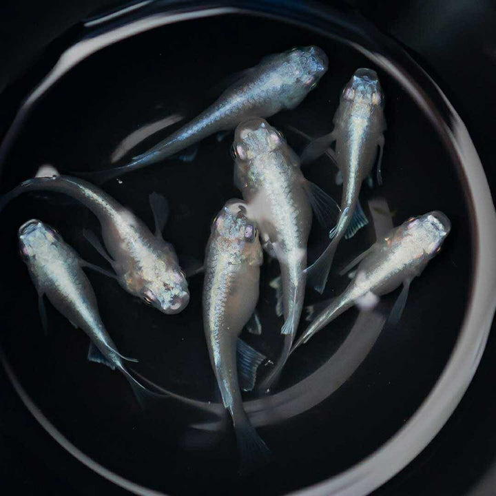 メダカ | 幹之ダルマメダカ成魚ペア - 種親クラスの美しい観賞用