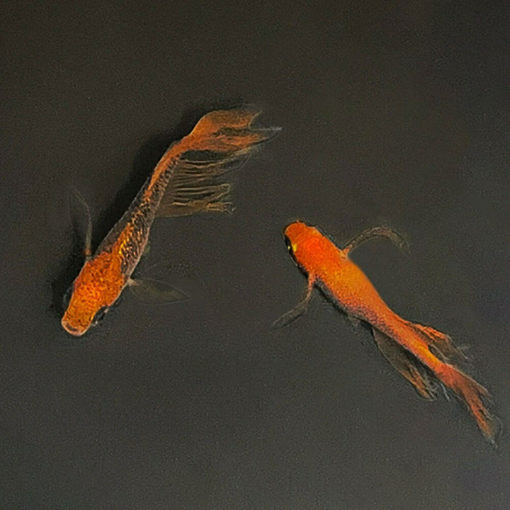 メダカ | 竜章鳳姿メダカ卵セット 10+5個 お手入れ簡単