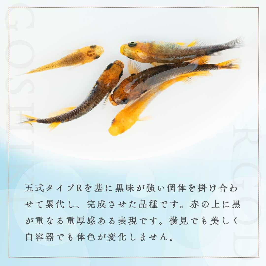 メダカ | 五式タイプRメダカ卵セット 10+5個おまけ 泳ぐ宝石 for アクアリウム