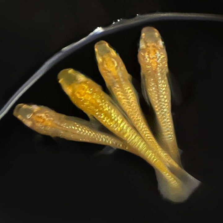 メダカ | 高級メダカ成魚セット 産卵サイズ1ペア+保証付き