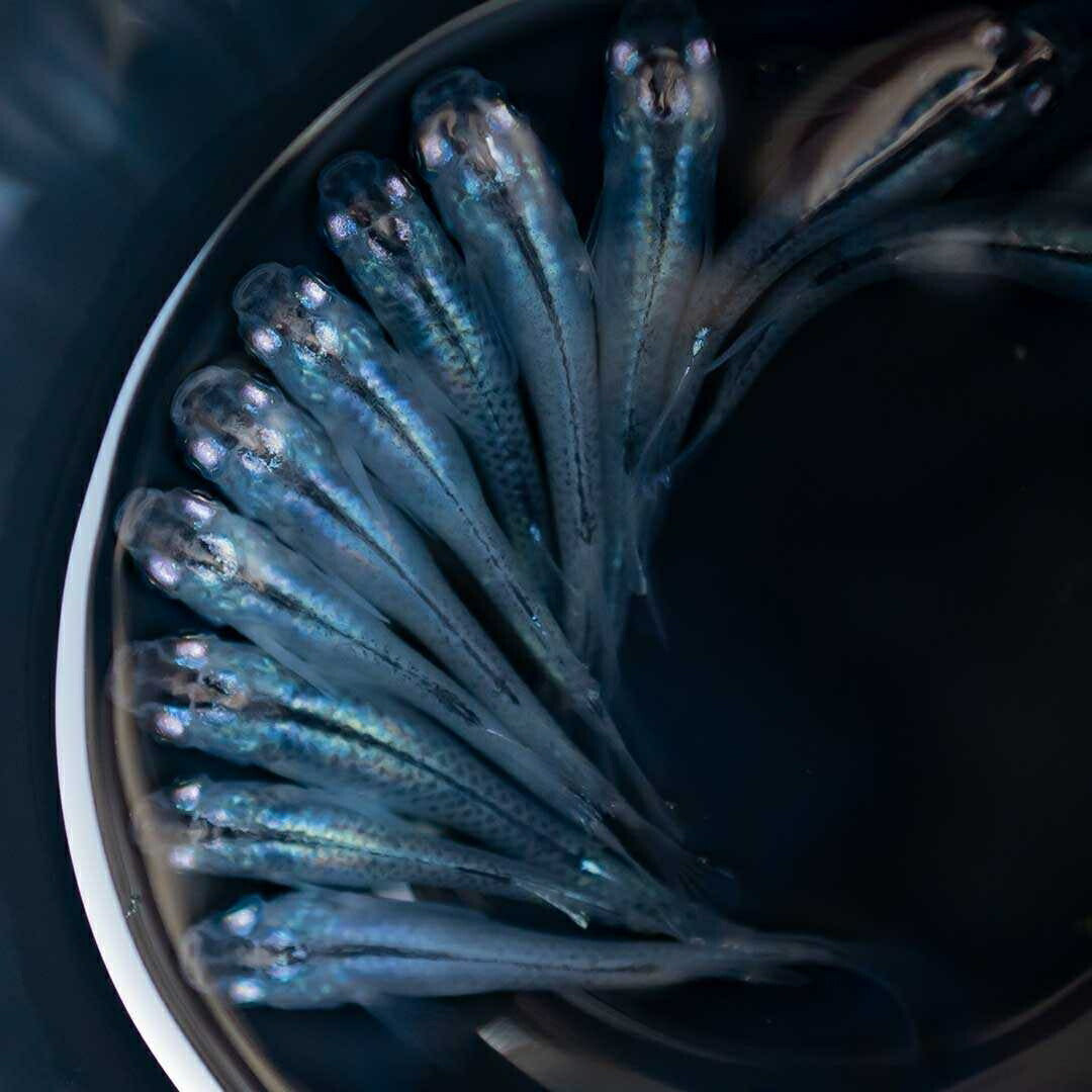 メダカ | マリンブルーメダカ 成魚ペア+保証付き | アクアリウム用観賞魚
