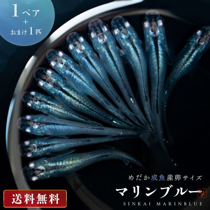メダカ | マリンブルーメダカ 成魚ペア+保証付き | アクアリウム用観賞魚