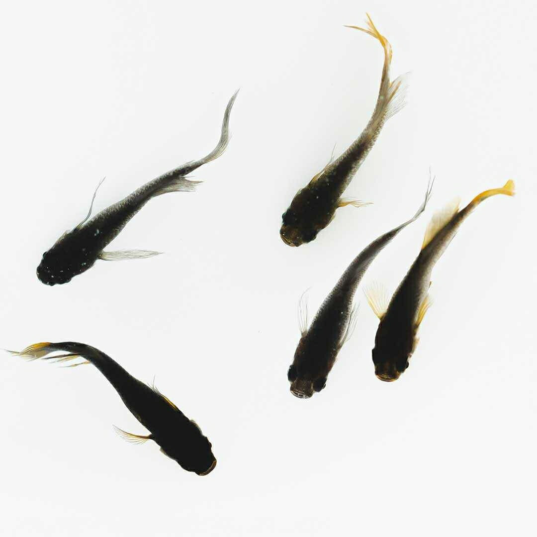 メダカ | ブラックスワローヒカリメダカ 卵 15個セット（おまけ付き）- アクアリウム用安心飼育キット