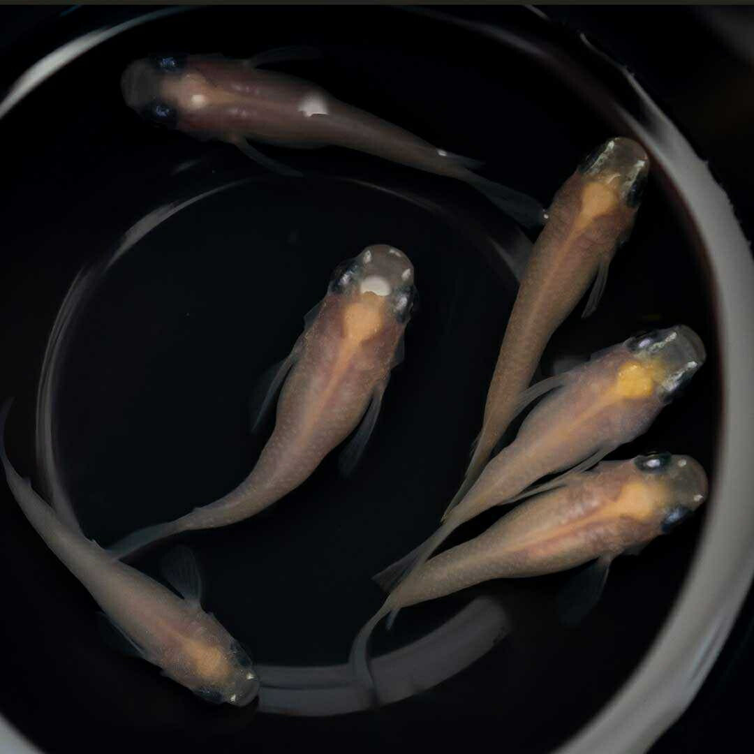 メダカ | メダカ 出目パンダ ダルマ 成魚ペア - アクアリウム用観賞魚