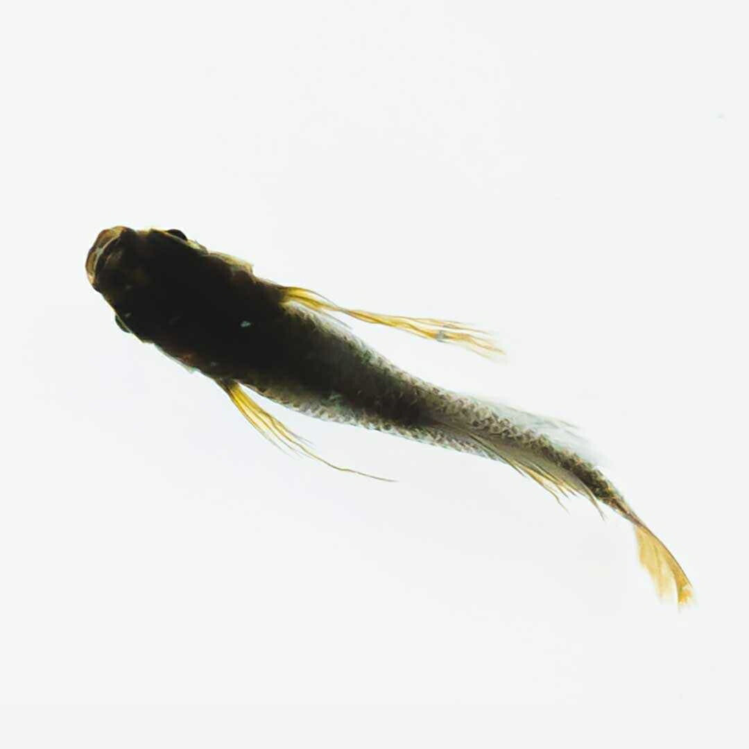 メダカ | ブラックスワローヒカリメダカ 卵 15個セット（おまけ付き）- アクアリウム用安心飼育キット