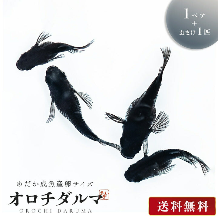 メダカ | オロチダルマメダカ成魚ペア - 産卵サイズ＋保証付き