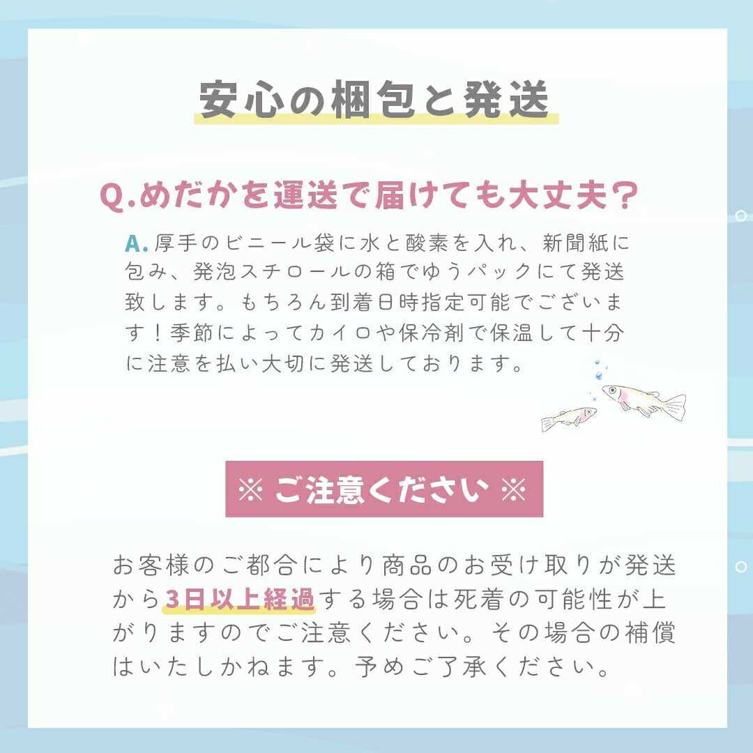 メダカ | メダカ 出目パンダ ダルマ 成魚ペア - アクアリウム用観賞魚