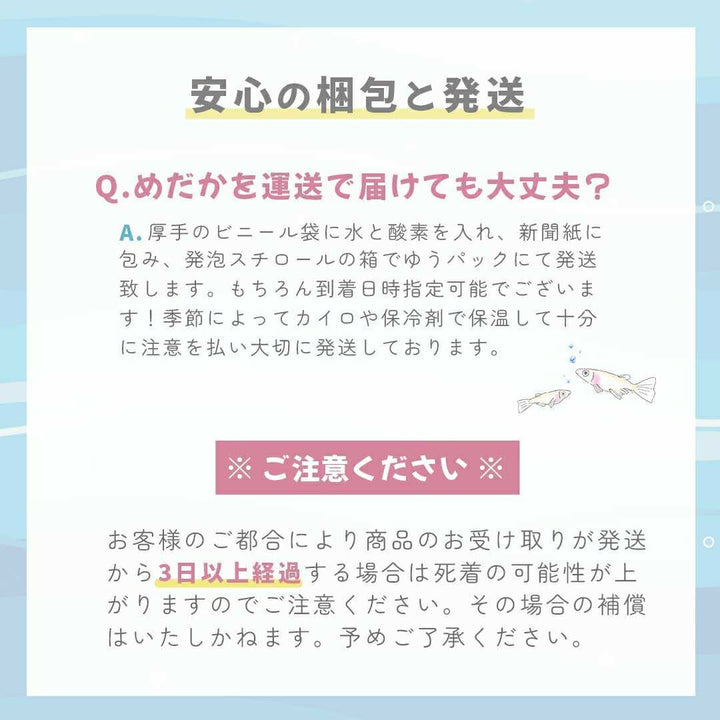 メダカ | メダカ 出目パンダ ダルマ 成魚ペア - アクアリウム用観賞魚