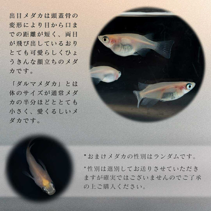 メダカ | メダカ 出目パンダ ダルマ 成魚ペア - アクアリウム用観賞魚