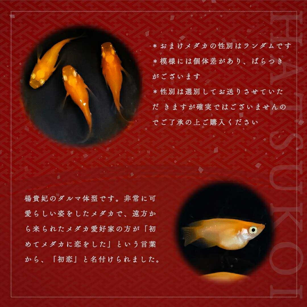 メダカ | 楊貴妃ダルマ・紅帝メダカ卵セット 10+5個 おまけ付き 安心飼育用
